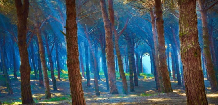 Sunlight through trees in a forest